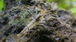 Besatz im Aquarium In den Dschungel - aufgelöst -