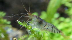 Besatz im Aquarium In den Dschungel - aufgelöst -