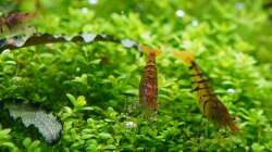 Besatz im Aquarium In den Dschungel - aufgelöst -