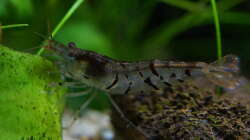 Besatz im Aquarium In den Dschungel - aufgelöst -