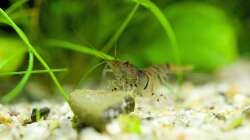 Besatz im Aquarium In den Dschungel - aufgelöst -