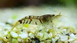 Besatz im Aquarium In den Dschungel - aufgelöst -