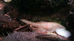 Ancistrus albino Ancistrus albino