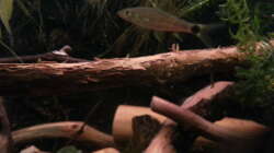 Besatz im Aquarium Green Amazonas Besatz im Aquarium Green Amazonas