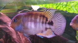 Sajica-Buntbarsch Sajica-Buntbarsch