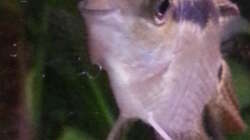 Flaggen Buntbarsch Flaggen Buntbarsch