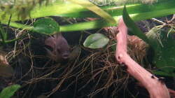 Besatz im Aquarium Green Amazonas Besatz im Aquarium Green Amazonas