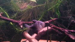 Trauermantelsalmler Trauermantelsalmler