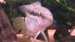 Besatz im Aquarium Green Amazonas Besatz im Aquarium Green Amazonas