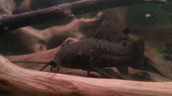 Rehbrauner Schwielenwels Rehbrauner Schwielenwels