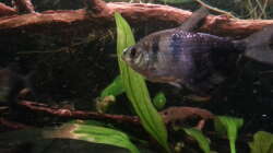 Besatz im Aquarium Green Amazonas Besatz im Aquarium Green Amazonas