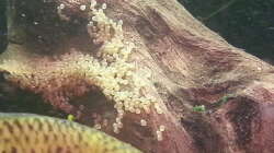 Gelege der Flaggenbuntbarsche Gelege der Flaggenbuntbarsche