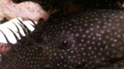 Ancistrus männlich Ancistrus männlich