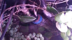 Heizstab, Filterein- und auslass Heizstab, Filterein- und auslass