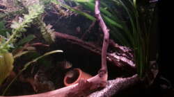 Dekoration im Aquarium Green Amazonas Dekoration im Aquarium Green Amazonas