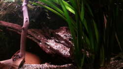 Dekoration im Aquarium Green Amazonas Dekoration im Aquarium Green Amazonas