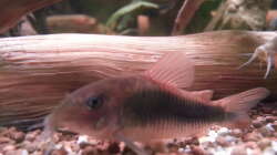 Metall Panzerwels Metall Panzerwels