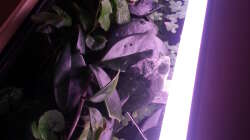 Ansicht von oben mit Efeu Ansicht von oben mit Efeu