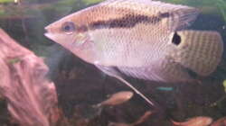 Besatz im Aquarium Green Amazonas Besatz im Aquarium Green Amazonas