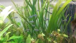 Besatz im Aquarium wild stones and plants