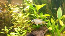 Besatz im Aquarium wild stones and plants