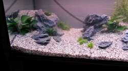 Aquarium wild stones and plants