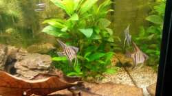 Besatz im Aquarium wild stones and plants