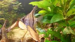 Besatz im Aquarium wild stones and plants