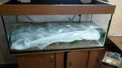 Aquarium wild stones and plants