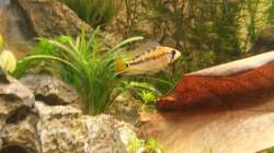 Besatz im Aquarium wild stones and plants