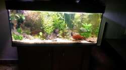 Aquarium wild stones and plants