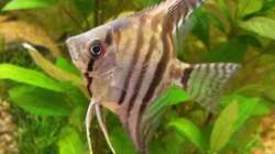 Besatz im Aquarium wild stones and plants