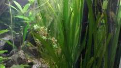 Pflanzen im Aquarium wild stones and plants