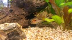 Besatz im Aquarium wild stones and plants