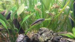 Besatz im Aquarium wild stones and plants