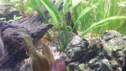 Besatz im Aquarium wild stones and plants