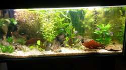 Aquarium wild stones and plants