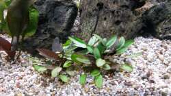 grüner Wendtscher Wasserkelch - Cryptocoryne wendtii green