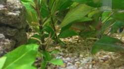 Besatz im Aquarium wild stones and plants