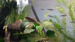 Besatz im Aquarium wild stones and plants