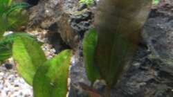 Pflanzen im Aquarium wild stones and plants