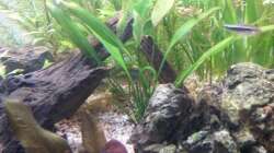 Besatz im Aquarium wild stones and plants