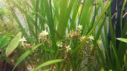 Kleinblättrige Rotala - Rotala indica