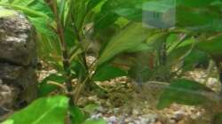 Besatz im Aquarium wild stones and plants