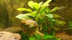 Besatz im Aquarium wild stones and plants