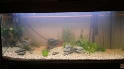 Aquarium wild stones and plants