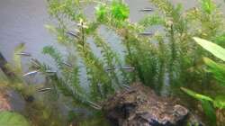 Besatz im Aquarium wild stones and plants