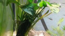 Speerblatt auf Wurzel