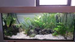 viele Pflanzen wurde nach Pinselalgenbefall entfernt