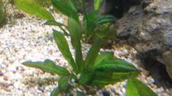 Pflanzen im Aquarium wild stones and plants